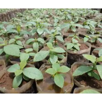 teak plant (24)-3524282-81686.webp